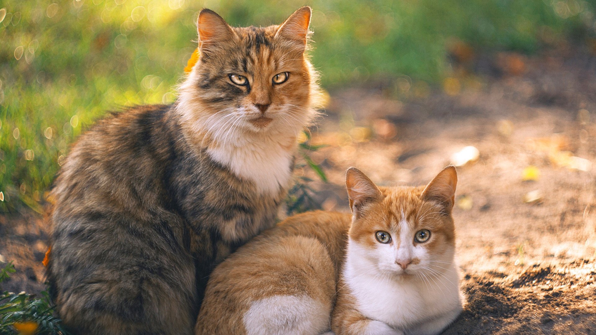 校园足球课程师资缺口严重，校园足球课程师资缺口严重怎么办