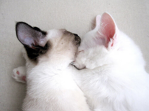 体育新闻中心通报联合办赛审批流程简化改革，体育比赛联合队是什么意思